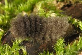 Attēlu rezultāti vaicājumam “Miltochrista miniata”