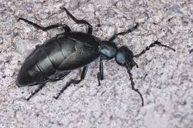 Attēlu rezultāti vaicājumam “Meloe sp.”