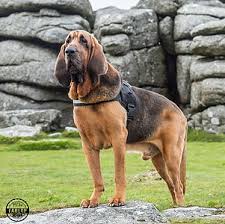 Image result for Carlisle BloodHounds