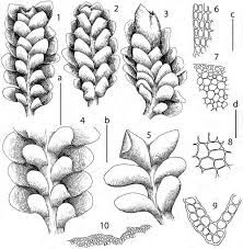 Attēlu rezultāti vaicājumam “Scapania apiculata”