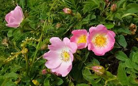 Image result for Rosa canina