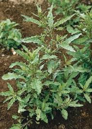 Image result for Chenopodium ambrosioides