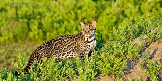 Image result for оцелот