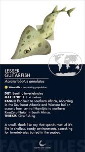 Image result for Acroteriobatus blochii