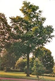 Attēlu rezultāti vaicājumam “Ulmus glabra”