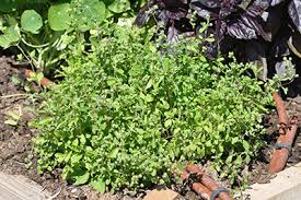 Image result for Origanum majorana