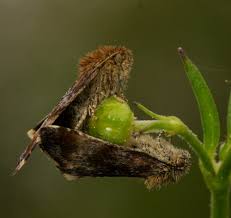 Attēlu rezultāti vaicājumam “Panemeria tenebrata”