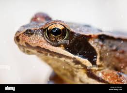 Attēlu rezultāti vaicājumam “Rana temporaria adult”