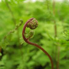 Attēlu rezultāti vaicājumam “Athyrium filix-femina”