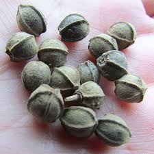 Attēlu rezultāti vaicājumam “Tilia platyphyllos Laciniata fruit”