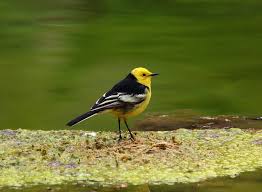 Attēlu rezultāti vaicājumam “Motacilla citreola”