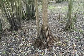 Attēlu rezultāti vaicājumam “Riccia sorocarpa macro”