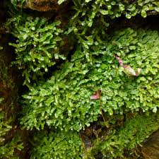 Attēlu rezultāti vaicājumam “Conocephalum”