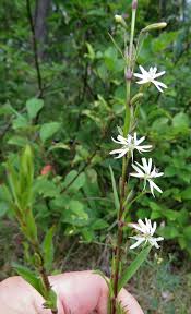 Attēlu rezultāti vaicājumam “Silene tatarica”