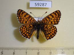 Attēlu rezultāti vaicājumam “Melitaea cinxia”