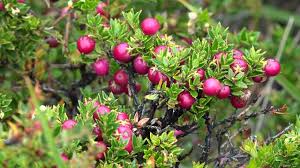 Attēlu rezultāti vaicājumam “Empetraceae”