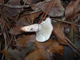 Attēlu rezultāti vaicājumam “Gomphidius roseus”