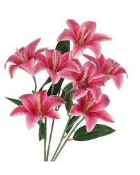 Image result for Lilie