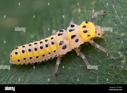 Attēlu rezultāti vaicājumam “Halyzia sedecimguttata”