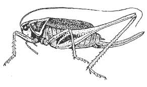 Attēlu rezultāti vaicājumam “Metrioptera brachyptera”