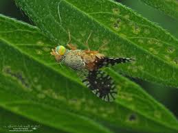 Attēlu rezultāti vaicājumam “Ambrosia artemisiifolia fruit”