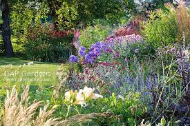 Attēlu rezultāti vaicājumam “Calamagrostis purpurea flower”