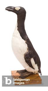 Image result for Pinguinus impennis