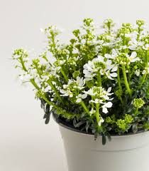 Image result for Schleifenblume