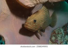 Image result for Epinephelus guttatus