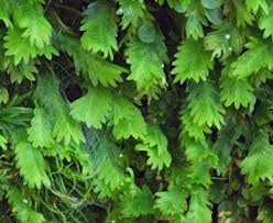 Attēlu rezultāti vaicājumam “Fissidens”