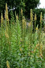 Image result for Digitalis ferruginea