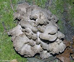 Attēlu rezultāti vaicājumam “Grifola frondosa”