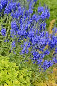 Attēlu rezultāti vaicājumam “Veronica austriaca subsp. teucrium bud”
