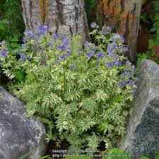 Attēlu rezultāti vaicājumam “Polemonium caeruleum bud”