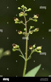 Attēlu rezultāti vaicājumam “Scrophularia umbrosa”