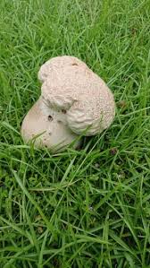 Attēlu rezultāti vaicājumam “Trechispora mollusca”