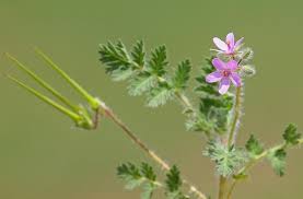 Attēlu rezultāti vaicājumam “Erodium cicutarium fruit”