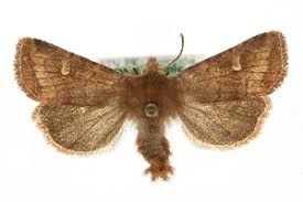 Attēlu rezultāti vaicājumam “Eriopygodes imbecilla”