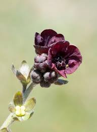 Attēlu rezultāti vaicājumam “Cynoglossum officinale flower”