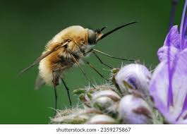 Attēlu rezultāti vaicājumam “Bombyliidae”