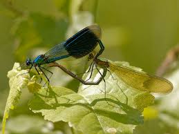 Attēlu rezultāti vaicājumam “Calopteryx splendens”