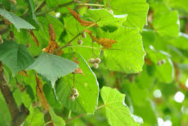 Attēlu rezultāti vaicājumam “Tilia platyphyllos subsp. cordifolia flower”