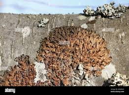 Attēlu rezultāti vaicājumam “Melanohalea olivacea”