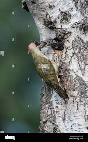 Attēlu rezultāti vaicājumam “Picus viridis nest”