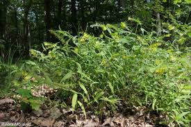 Attēlu rezultāti vaicājumam “Melampyrum pratense”