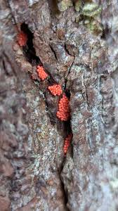 Attēlu rezultāti vaicājumam “Heterotrichia ferruginea (syn. Arcyria ferruginea) spores”