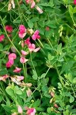 Attēlu rezultāti vaicājumam “Lathyrus tuberosus bud”