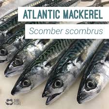 Image result for Scomber scombrus