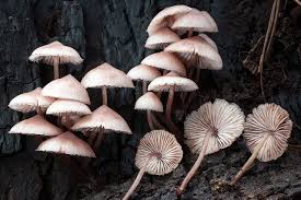 Attēlu rezultāti vaicājumam “Mycena haematopus”