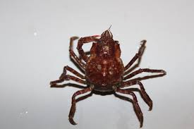Image result for Hyas araneus